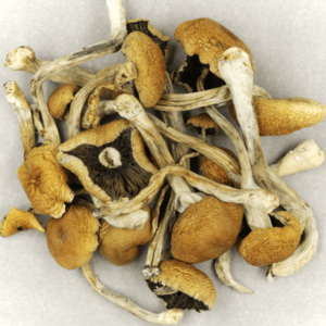 Buy Magic mushrooms online